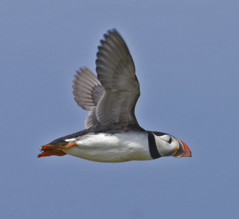 puffin10.jpg