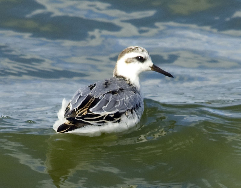 Grey Phalarope