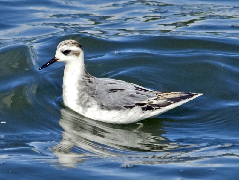 Grey Phalarope