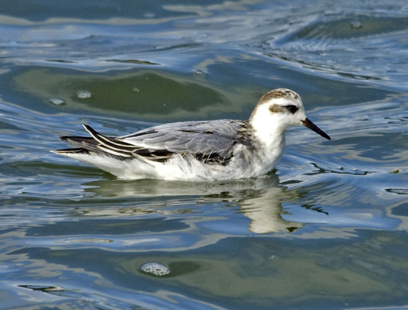 Grey Phalarope