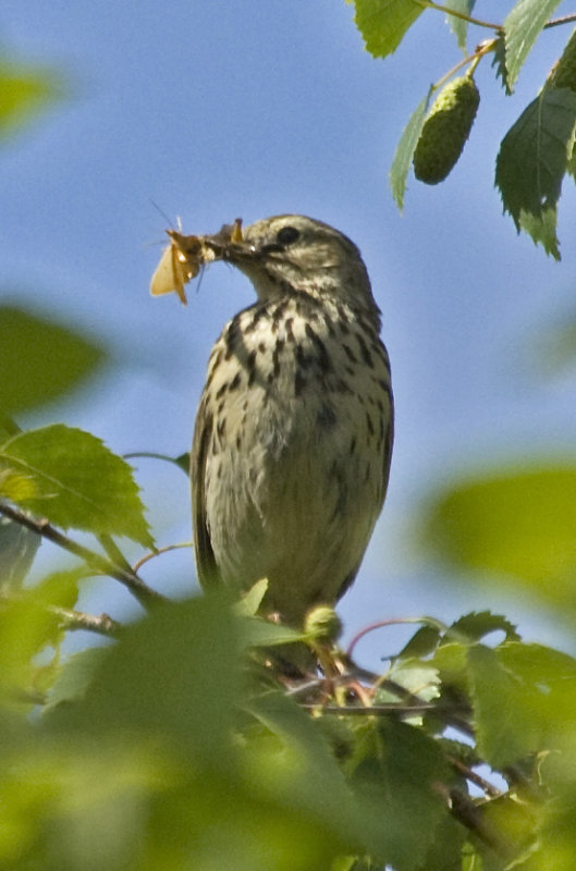 Tree Pipit