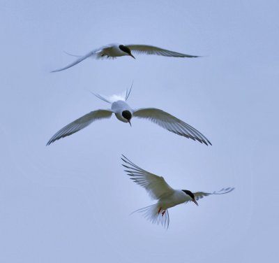 Farne Islands