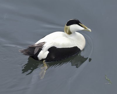 eider1.jpg