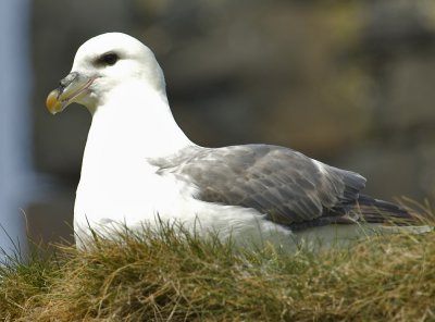 fulmar1.jpg