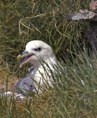 fulmar2.jpg