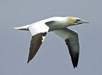 gannet.jpg