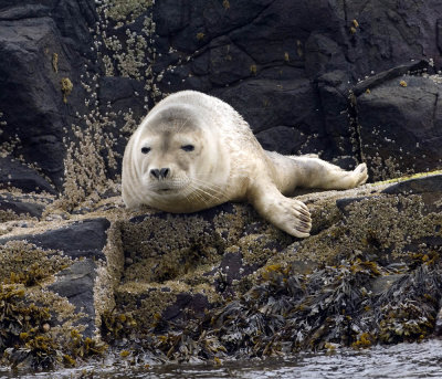 greyseal1.jpg