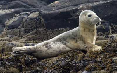 greyseal2.jpg