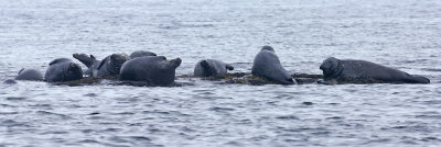 greyseal3.jpg