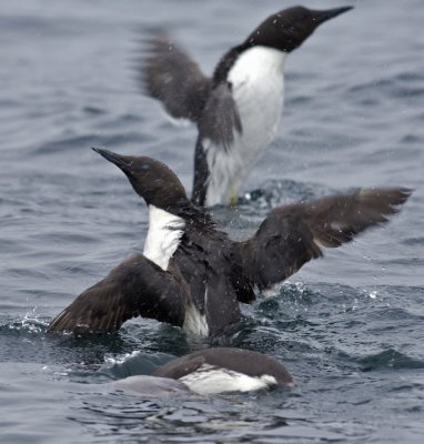 guillemot panic.jpg