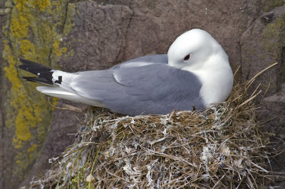 kittiwake1.jpg