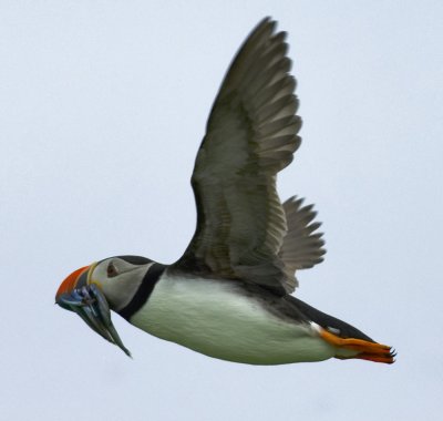 puffin2.jpg