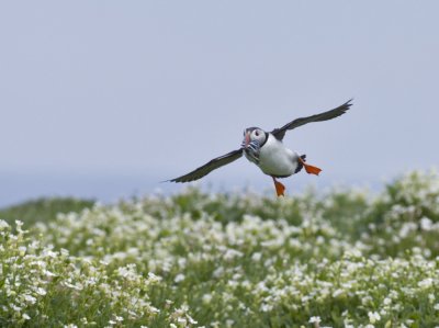 puffin4.jpg