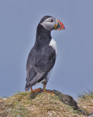 puffin7.jpg