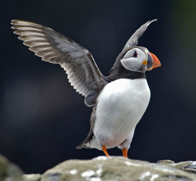 puffin8.jpg