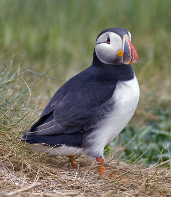 puffin9.jpg