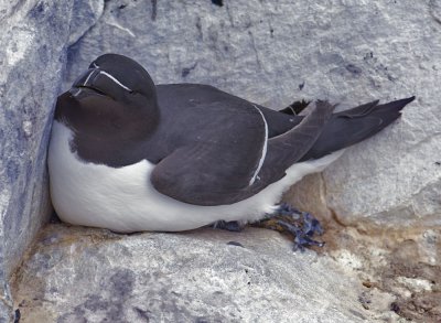 razorbill3.jpg