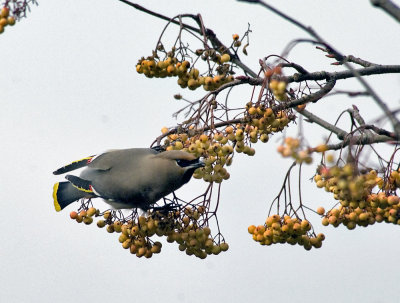 Waxwing