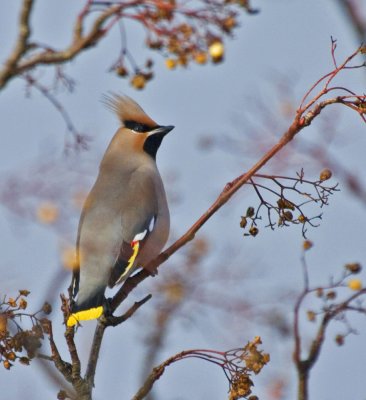 Waxwing