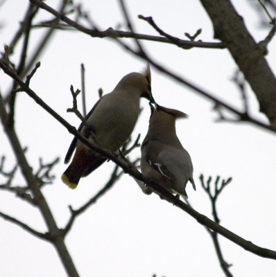 Waxwing