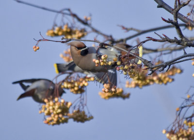 Waxwing