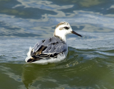 Grey Phalarope