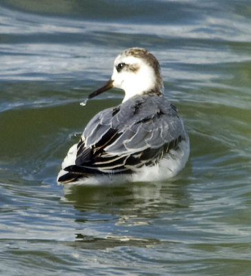Grey Phalarope