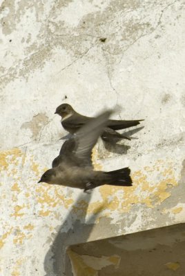 Crag Martin