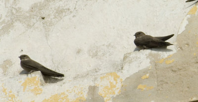 Swallows Swifts Martins