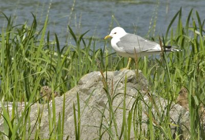 Common Gull with Chicks