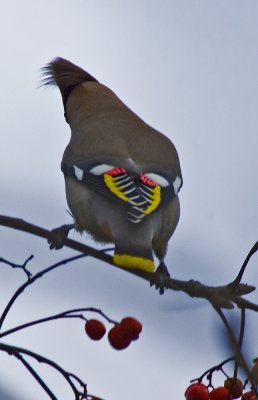 Waxwing