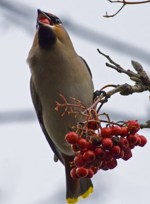 Waxwing