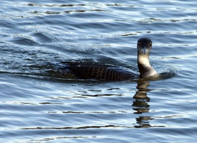 Great Northern Diver