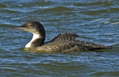 Divers/Loons