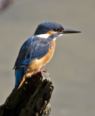 Kingfishers & Dippers