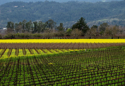 Mustard & Vineyards