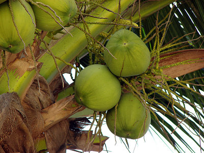 Lovely bunch of coconuts 