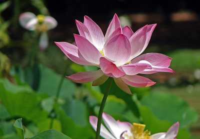 Lotus