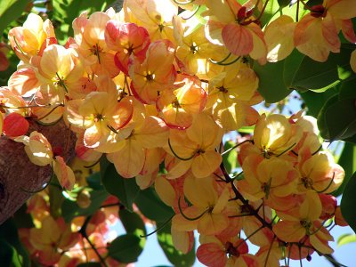 Rainbow Shower Tree