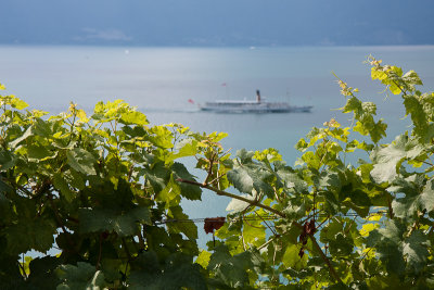 Lavaux