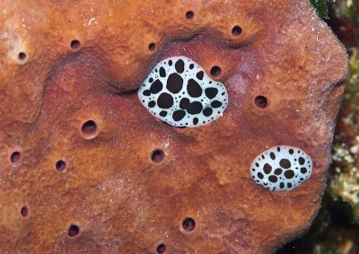 Parasitic Sea-Snails (Dalmatincek, Discodoris atromaculata) Eating a Sponge