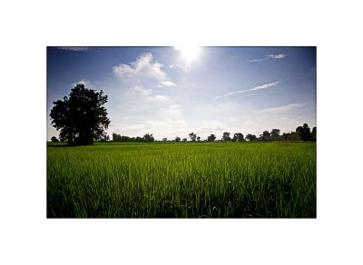 Early morning rice fields ~ near Khon Kaen