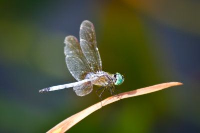 20100810-IMG_0844.jpg