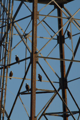 Conowingo-7Oct2010-IMG_3061.jpg