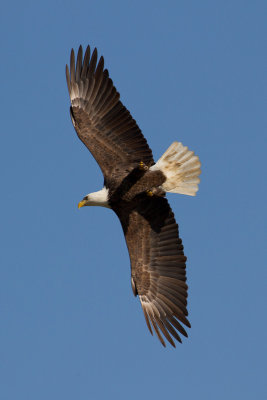 Conowingo-7Oct2010-IMG_3333.jpg