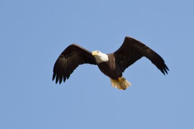 Conowingo-7Oct2010-IMG_3391.jpg