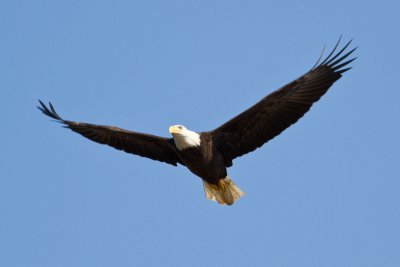 Conowingo-7Oct2010-IMG_3392.jpg