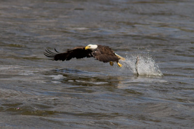 Conowingo-15Oct2010-IMG_3745.jpg