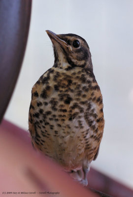 baby robin