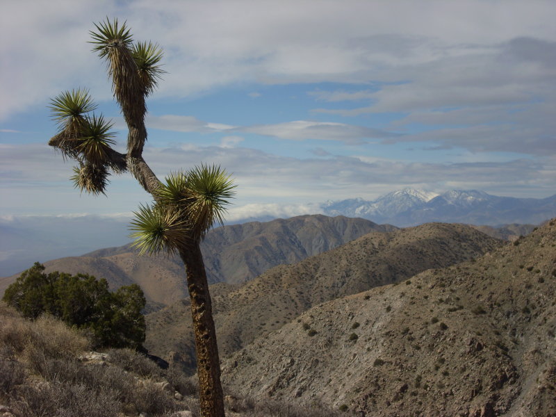 Joshua Tree